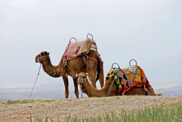 Camello Común Fauna Naturaleza — Foto de Stock