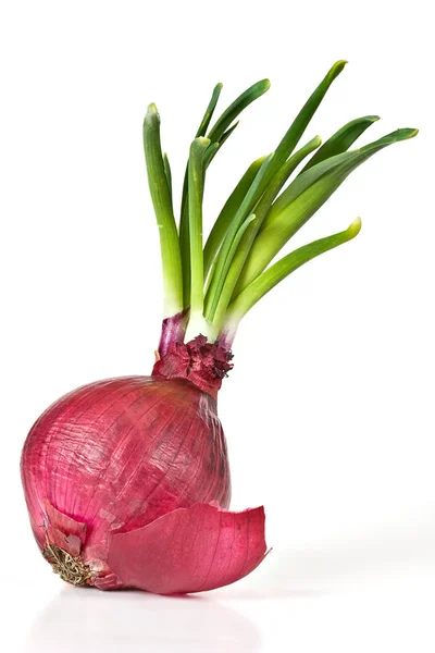 Ongekookt Vegetarisch Voedsel Selectieve Focus — Stockfoto