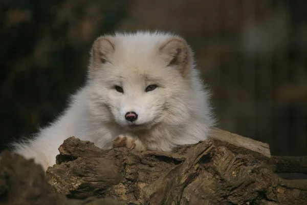 Renard Arctique Pelucheux Mignon Blanc — Photo