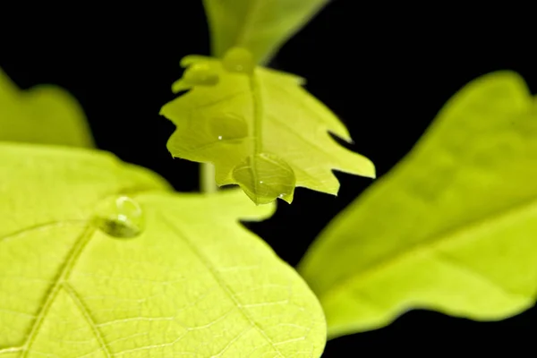 Зелений Лист Чорному Фоні — стокове фото