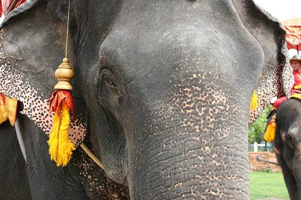 Asia Elephant Portrait Thailand — Stock Photo, Image
