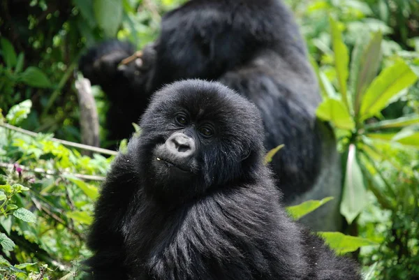 Gorille Animal Singe Singe Faune — Photo