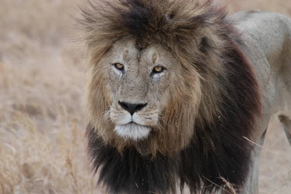 Λιοντάρι Αρπακτικό Ζώο Αρπακτικό Αιλουροειδών — Φωτογραφία Αρχείου