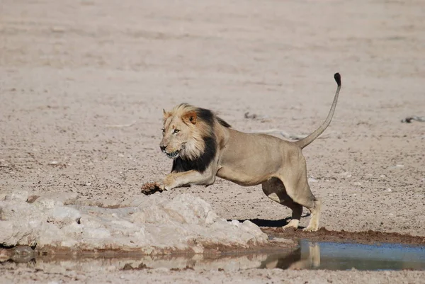 León Depredador Animal Depredador Felino —  Fotos de Stock