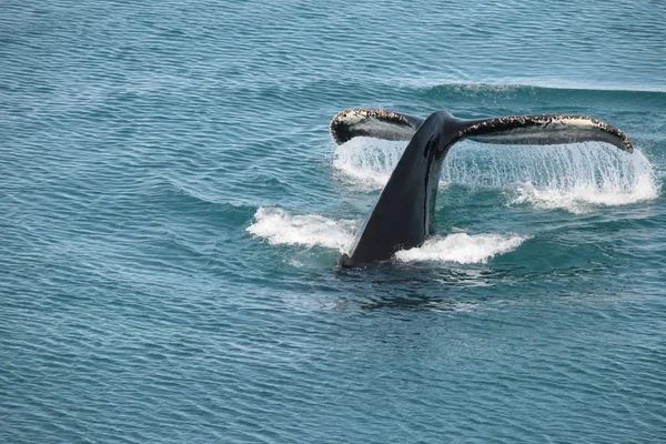 코만에 서식하는 혹등고래 — 스톡 사진