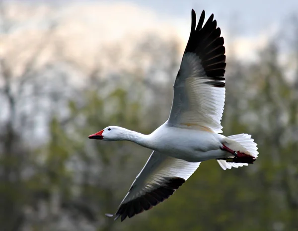 Vista Panorámica Hermoso Pájaro Naturaleza — Foto de Stock