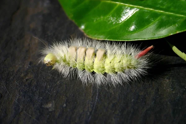 Insecte Chenille Petit Ver — Photo