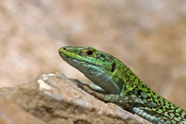 Südliche Landeidechse — Stockfoto