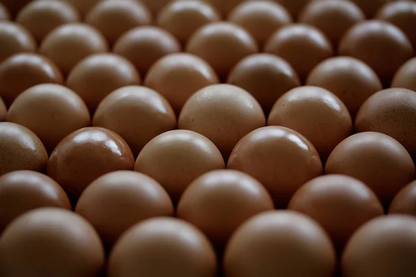 Eier Der Menge — Stockfoto