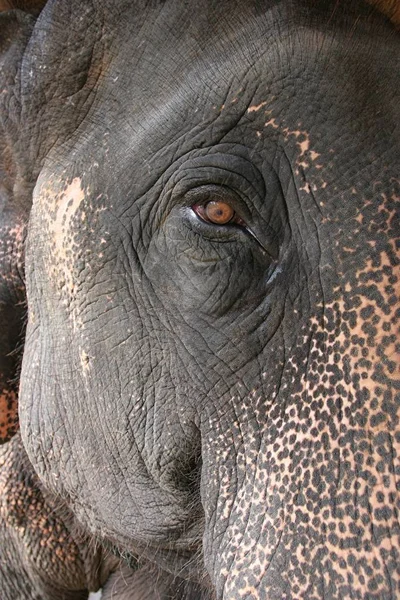 Elefantenporträt Chiang Mai Thailand — Stockfoto