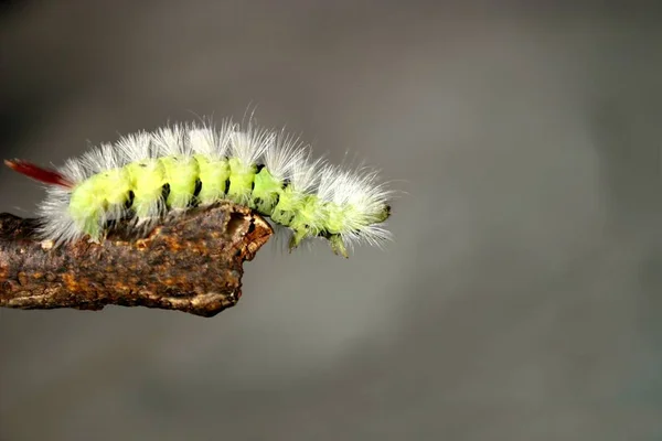 Gusano Oruga Insecto Naturaleza — Foto de Stock