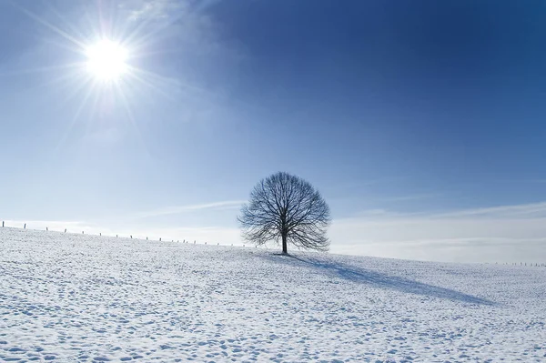 Paisagem Inverno Com Árvores Cobertas Neve — Fotografia de Stock