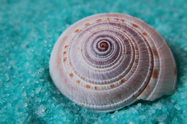 나선형의 달팽이 — 스톡 사진