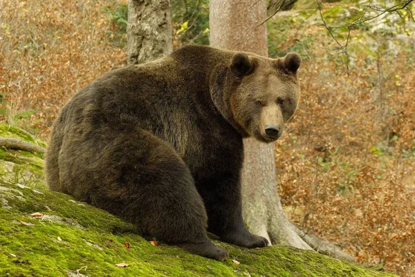 Faunę Niedźwiedzie Brunatne Dzikie Zwierzęta — Zdjęcie stockowe