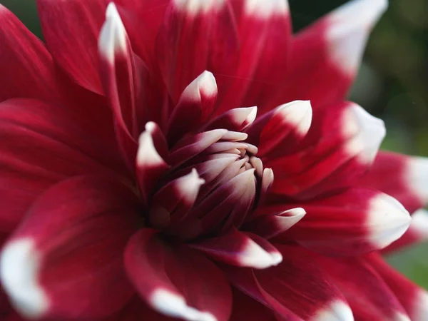 Close View Beautiful Blooming Dahlia — Stock Photo, Image