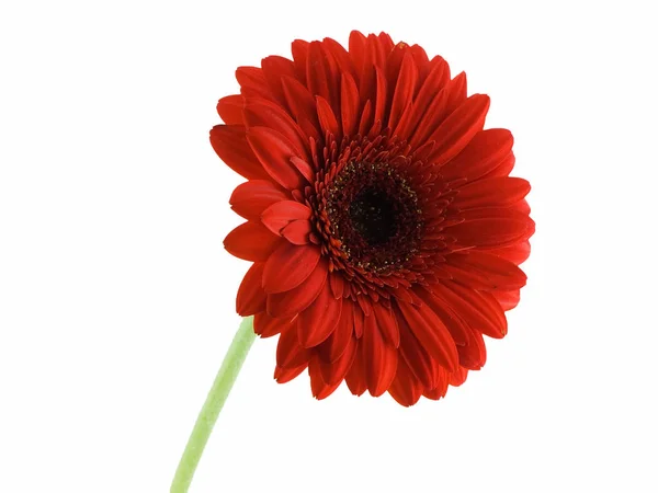 Gerbera Bloemblaadjes Flora — Stockfoto