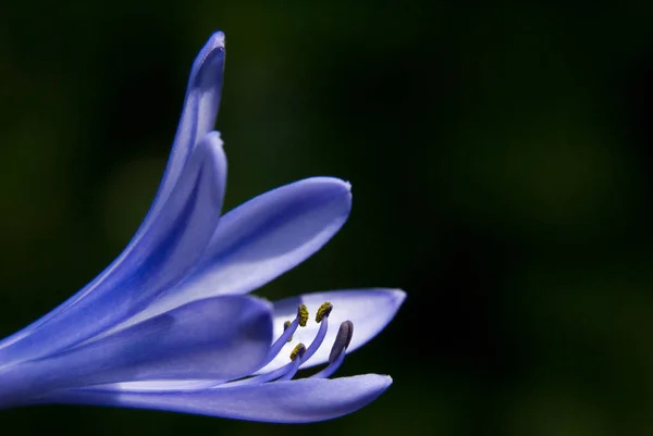 Detailní Pohled Krásné Lilie Květiny — Stock fotografie