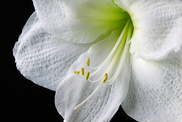 Amaryllis Virágszirmok Flóra Virágzás — Stock Fotó