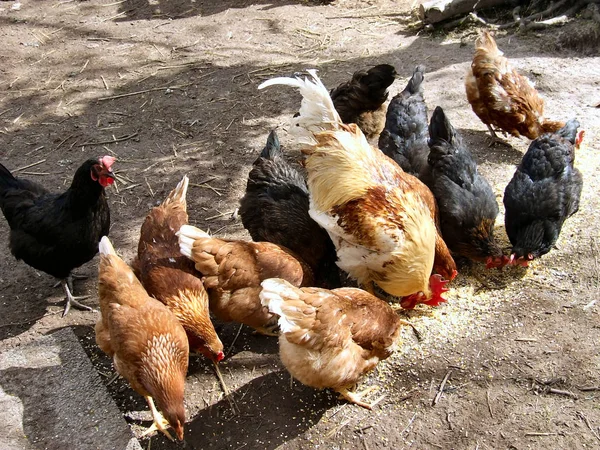 Csirkék Szabad Tartásúak — Stock Fotó