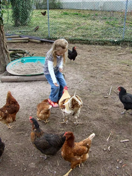 Feed Chickens Girl — Stock Photo, Image