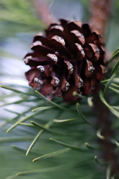 향나무 솔방울 침엽수 — 스톡 사진