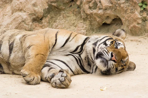 Predador Wildcat Animal Tigre Listrado — Fotografia de Stock