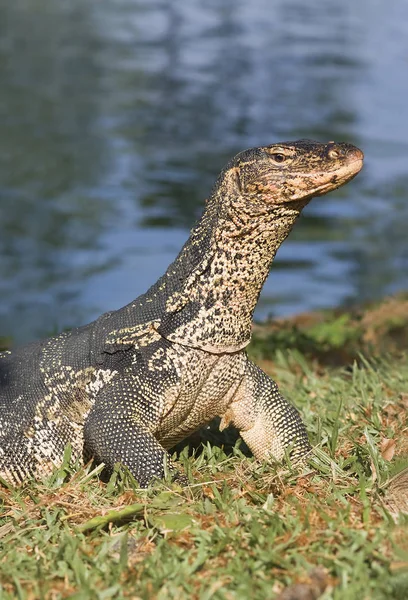 Exotisches Tier Echsenreptilien — Stockfoto