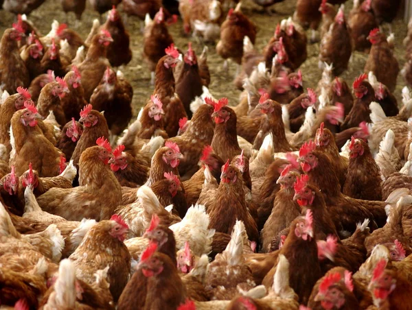 Chicken Hen Farm — Stock Photo, Image