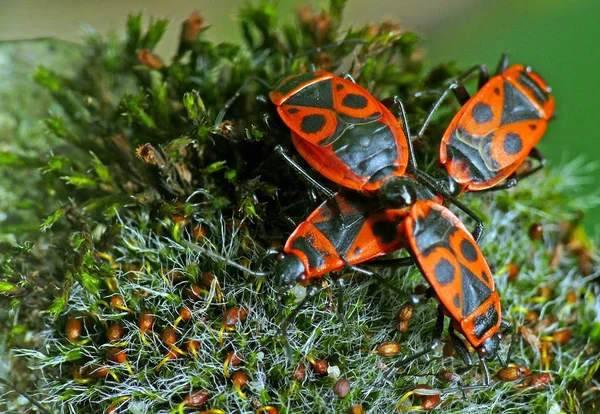 Копуляція Вогнепальному Міхурі Pyrrhocoris Apterus — стокове фото