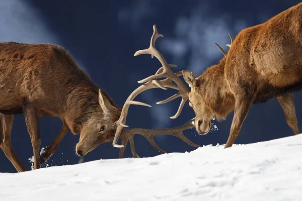 Wildlife Scene Beautiful Nature — Stock Photo, Image