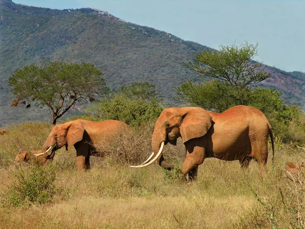 Afrikai Emlős Állat Elefánt — Stock Fotó