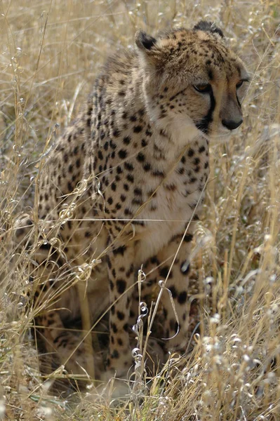Cheetah Etosha Parque Nacional — Fotografia de Stock