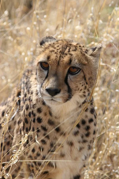 Guépard Dans Parc National Etosha — Photo