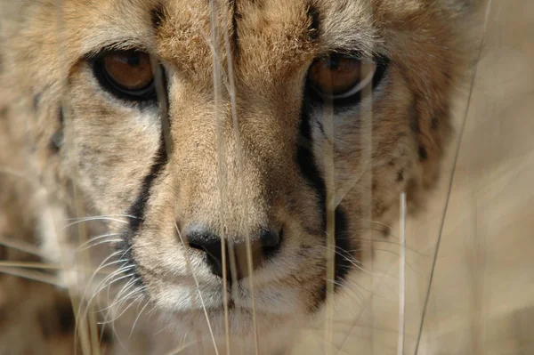 Cheetah Parque Nacional Etosha — Foto de Stock