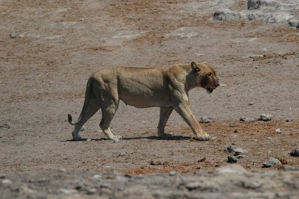 Lioness Bloody Snout Etosha —  Fotos de Stock