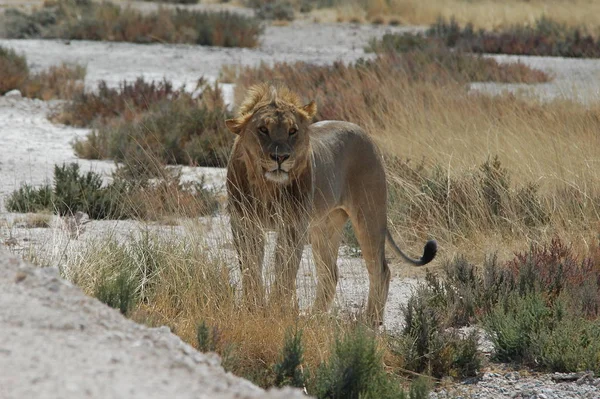 Lew Etosha National Park — Zdjęcie stockowe