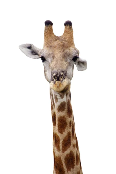 Giraffe Animal African Herbivore Mammal — Stock Photo, Image