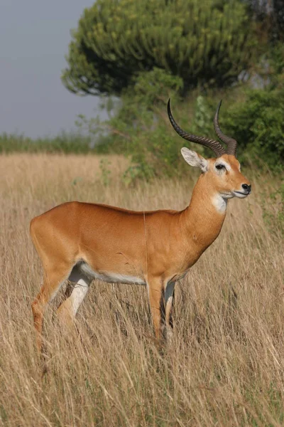 Uganda Cobe Rainha Elisabeth Parque — Fotografia de Stock