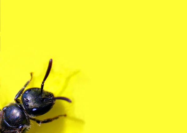 Nahaufnahme Von Wanzen Der Wilden Natur — Stockfoto