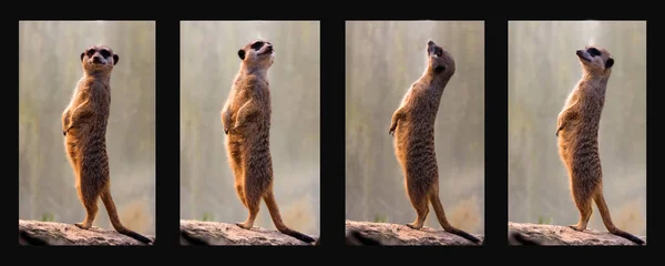 Meerkat Animals Wildlife Suricata Suricatta — Stock Photo, Image