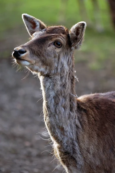 Fallow Deer Forest Animal Nature Fauna — Stock Photo, Image