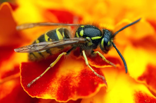 Wasp Flower — Stock Photo, Image