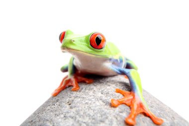 frog on a rock isolated clipart