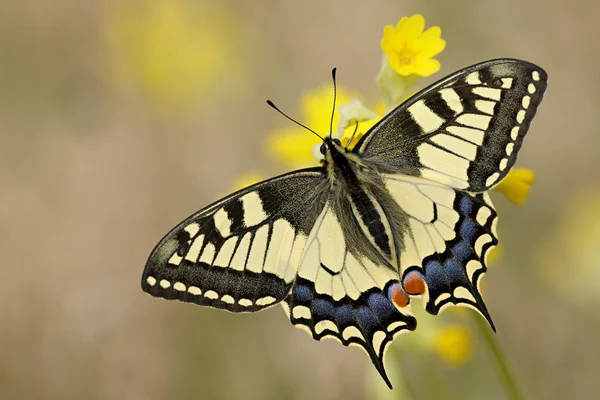 Primer Plano Mariposa Naturaleza Salvaje — Foto de Stock