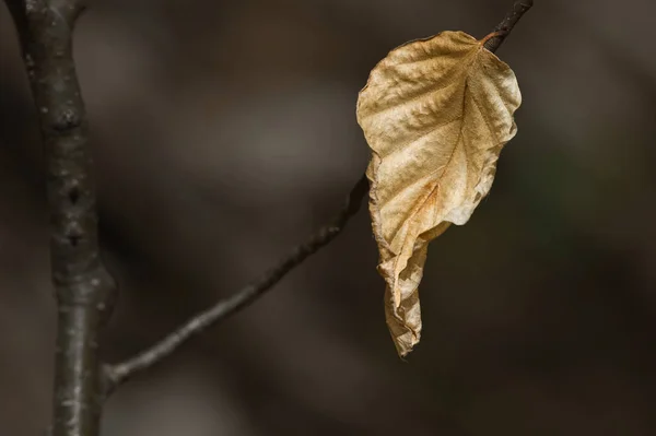 Сухий Лист Дереві Парку — стокове фото