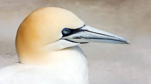 Malebný Pohled Krásného Ptáka Přírodě — Stock fotografie