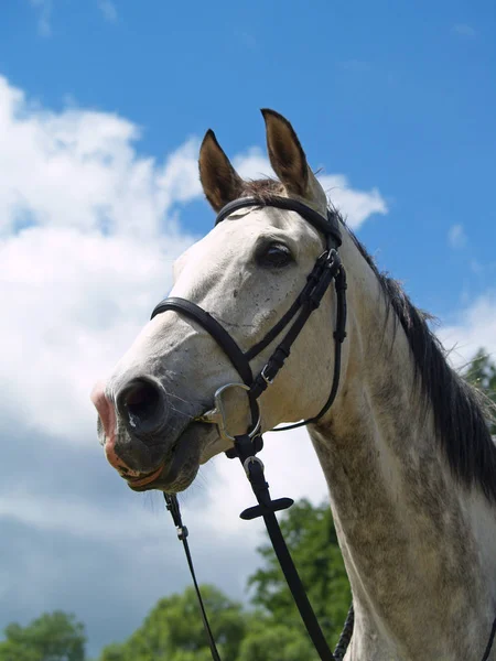 Cute Horse Wild Nature — Stock Photo, Image