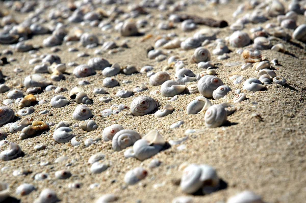 Conchas Mar Praia Arenosa — Fotografia de Stock