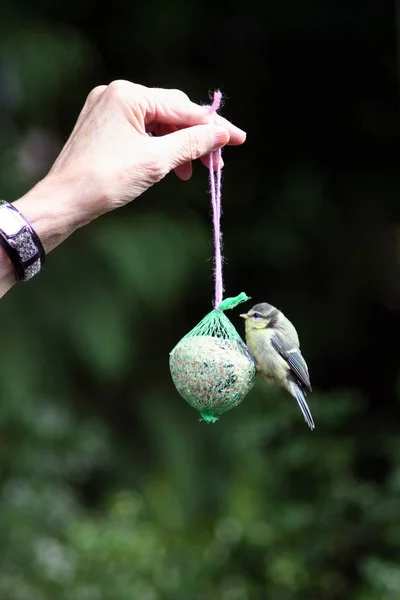 Vedere Pitoresc Frumos Titmouse Pasăre — Fotografie, imagine de stoc