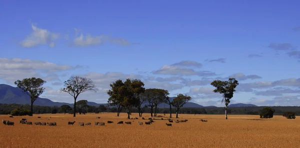 Paisagem Paisagem Rural Espanhola Verão — Fotografia de Stock